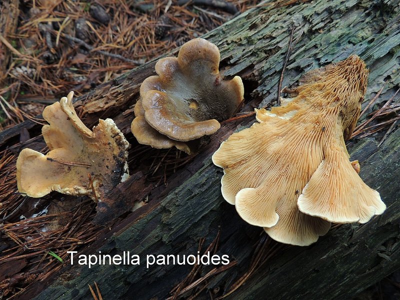 Tapinella panuoides-amf1384.jpg - Tapinella panuoides ; Syn1: Paxillus panuoides ; Syn2: Tapinia panuoides ; Nom français: Paxille faux-panus